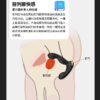 角鬥士後庭前列腺按摩器 - 後庭 商品圖片